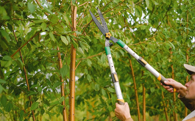 Tree trimming in Quarryville, PA